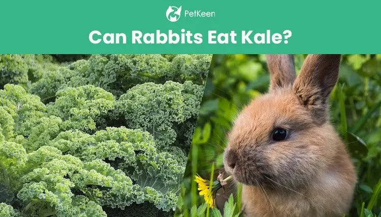 Can Rabbits Eat Kale