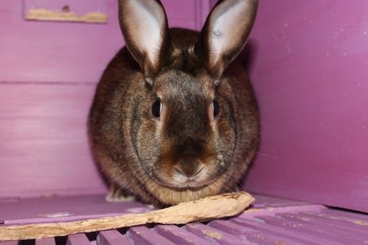 Can Rabbits Chew Through Plastic, Metal Wire, Wood, And Vinyl