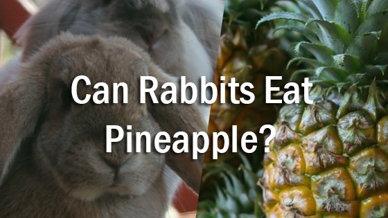 Can Rabbits Eat Pineapple