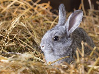 Rabbits in Winter: How to Keep Your Rabbit Warm And Prevent Hypothermia