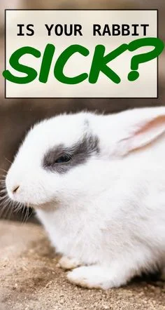 17 Ways To Know If Your Rabbit Is Sick