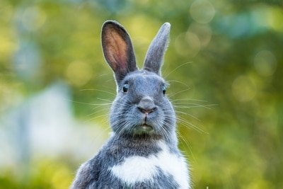 Why Is My Rabbit Chewing Without Food in Its Mouth?