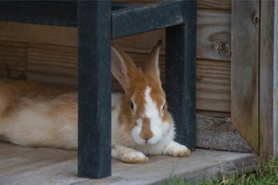 My Rabbit is Laying on Their Side. Are They Okay