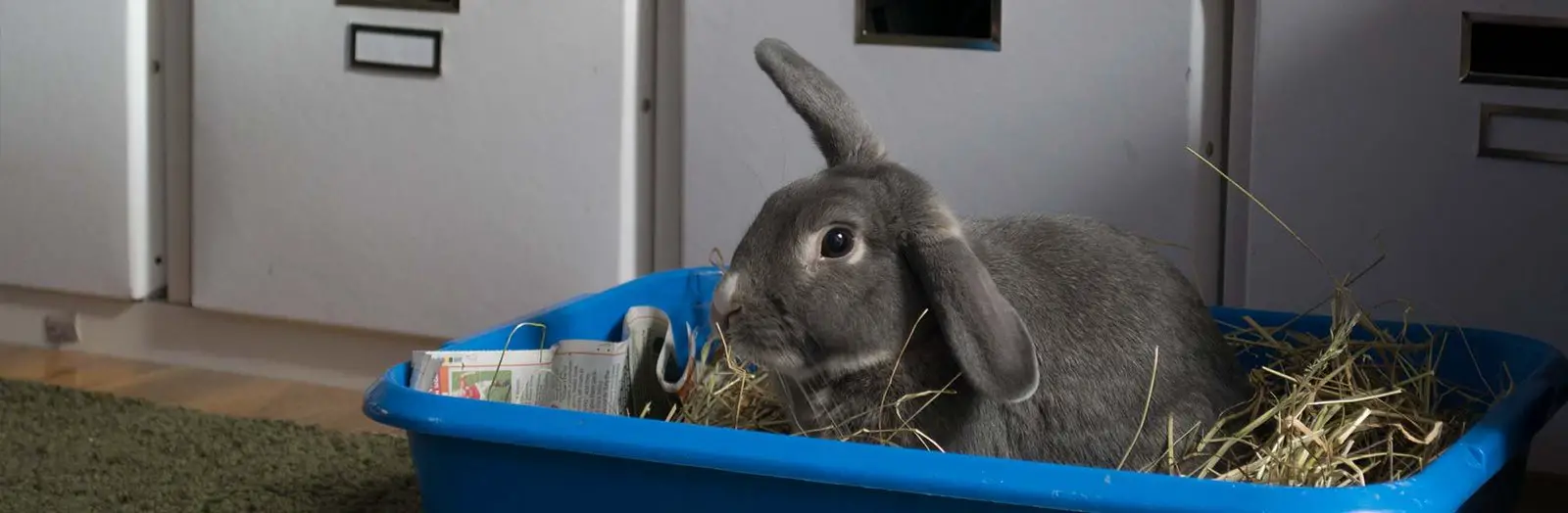 Is Rabbit Poop Harmful To People Dogs Cats