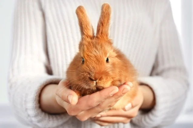 A Beginners Guide to Bonding Rabbits From Start to Finish