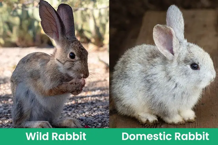 How To Tell If a Rabbit Is Wild Or Domestic