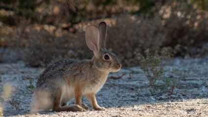 How Do Rabbits Benefit Humans?